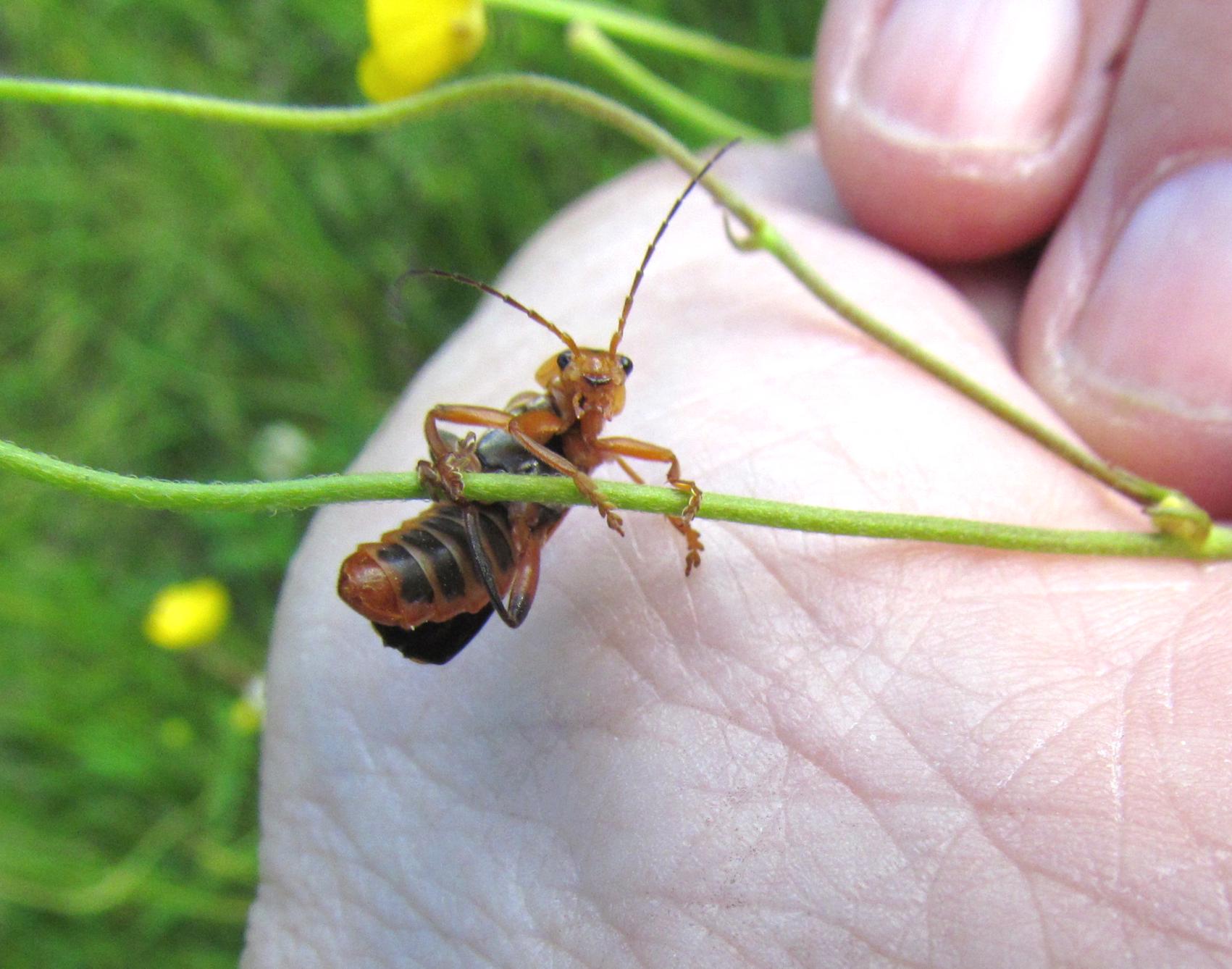 Bland annat många insekter har svårt att hänga sig kvar i vårt moderna lanskap. Utrotning är ett reellt hot.