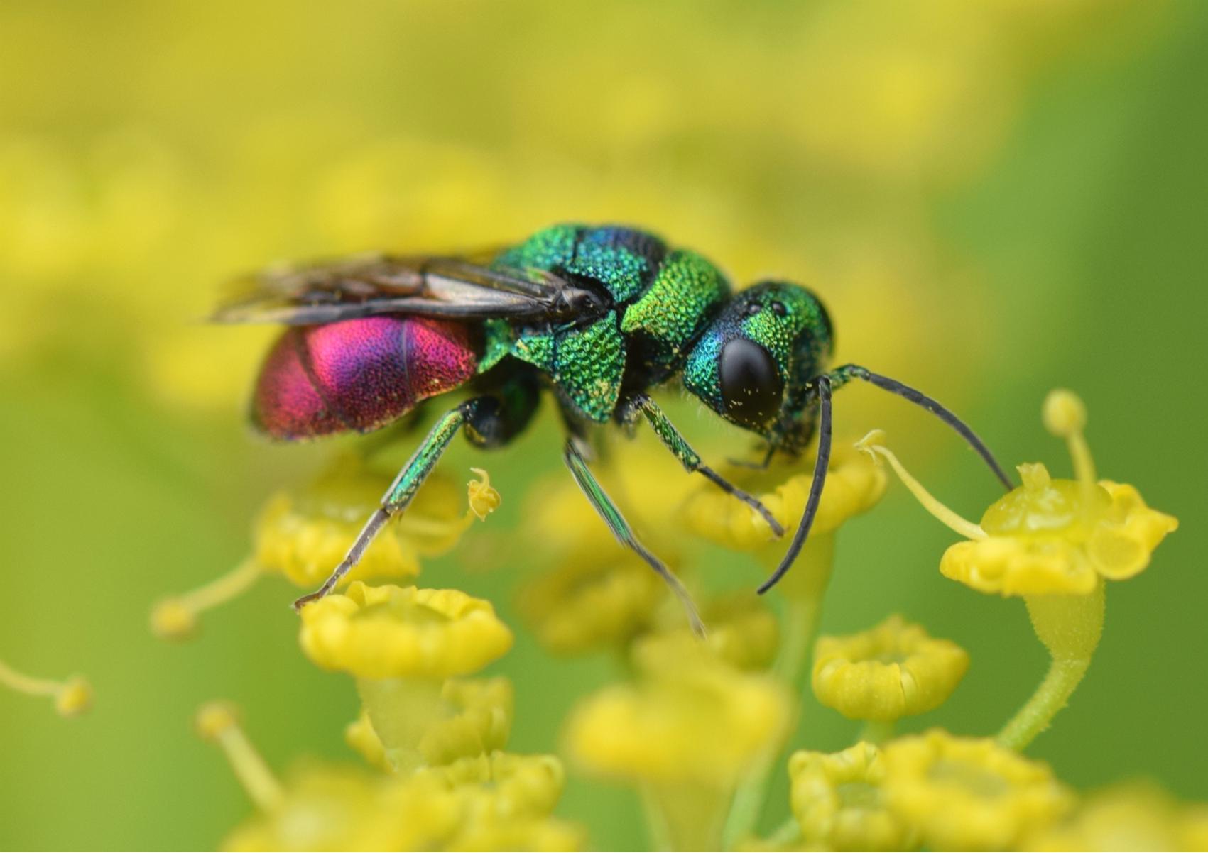 Guldstekel, en av flera liknande arter.